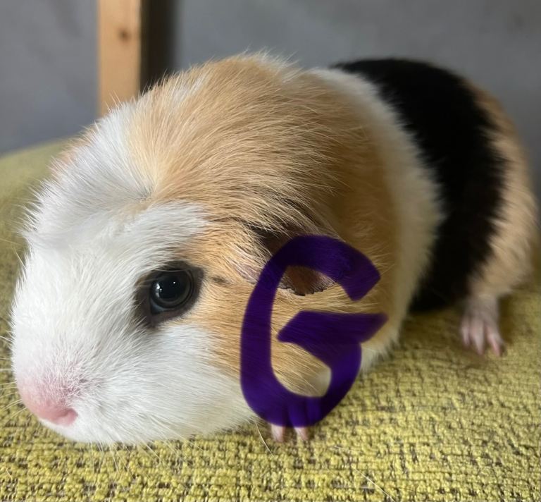 Guinea pigs 