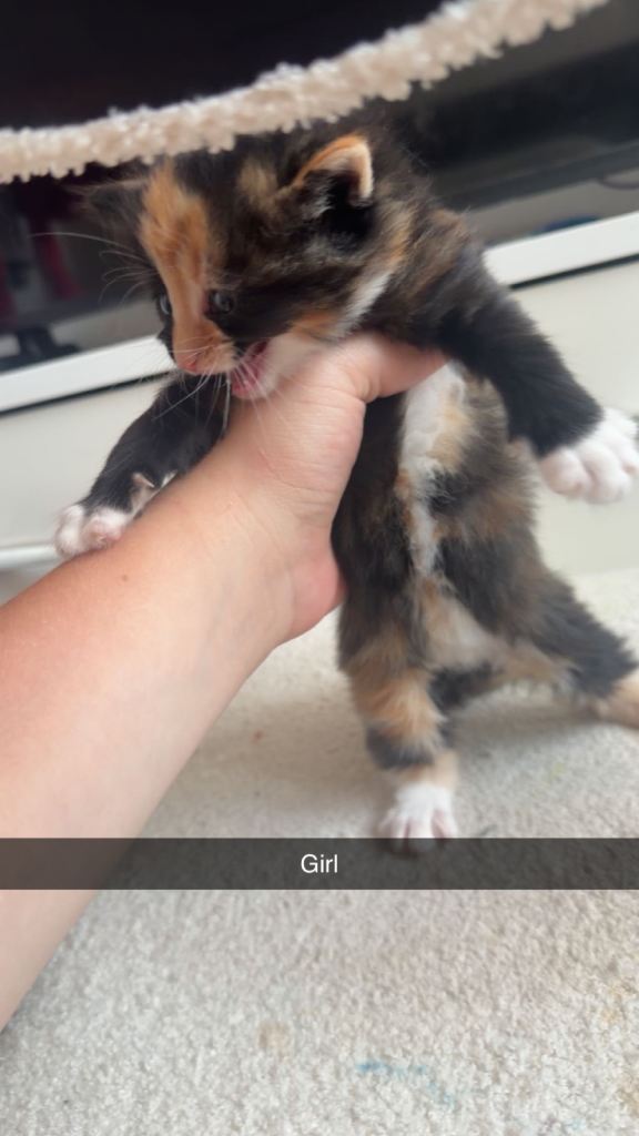 British short haired kittens 