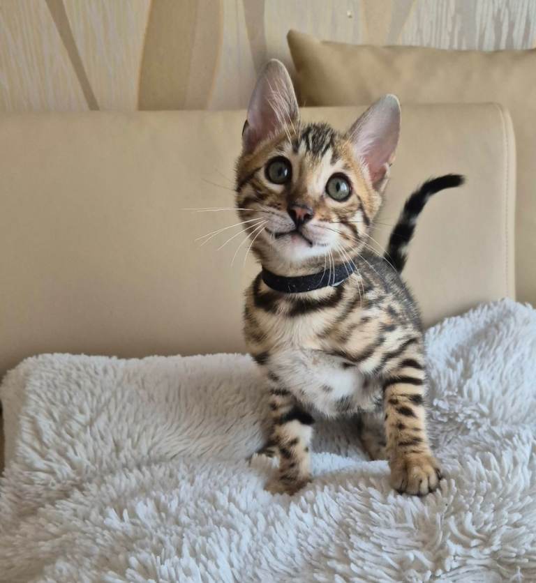 Bengal kittens ( Last kitten left – black collar, male)