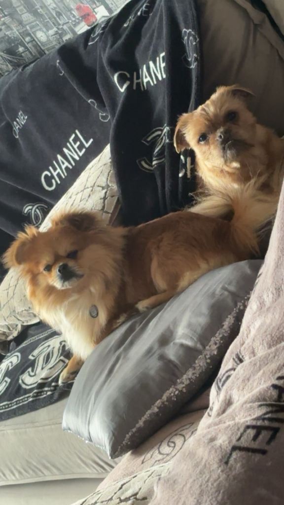  Only 2 males left of 6 Rare adorable small breed puppies left