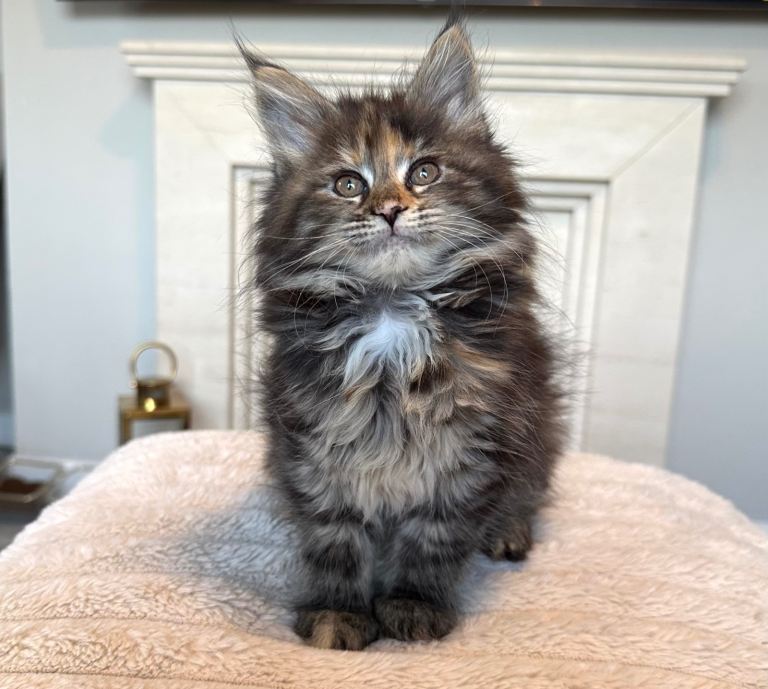 Maine coon kittens for sale - 1 girl left 