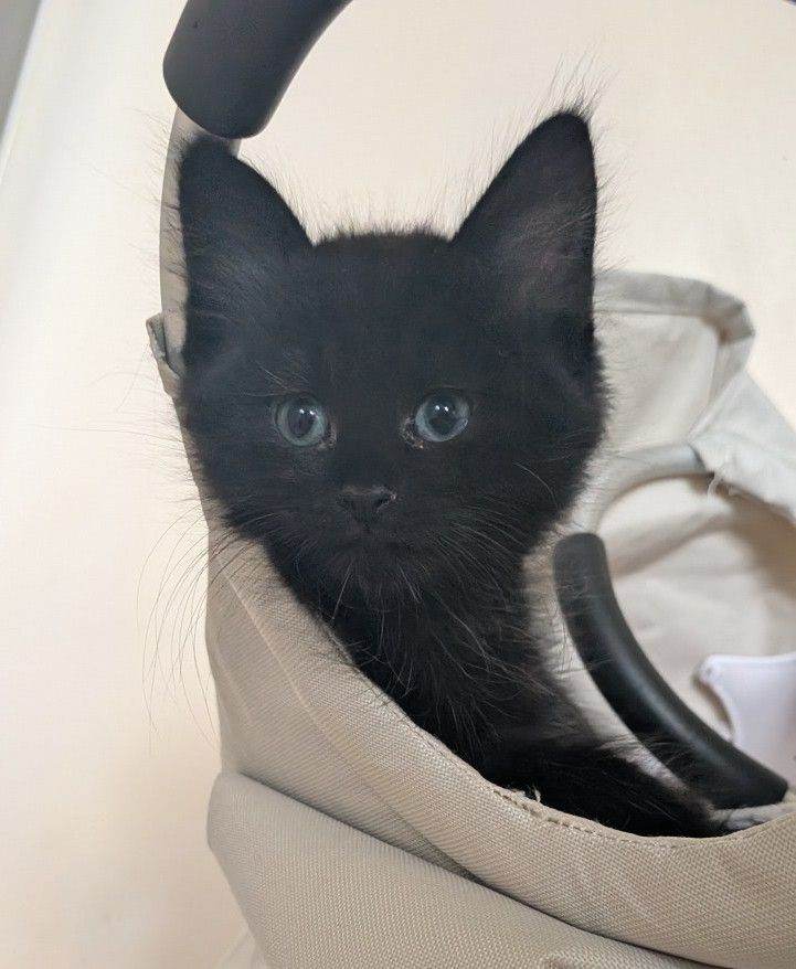 Two Adorable Boy Kittens 