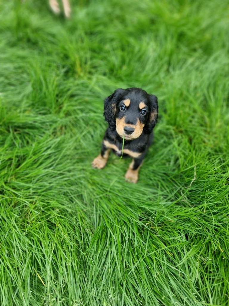 Kc registered cocker spaniel 