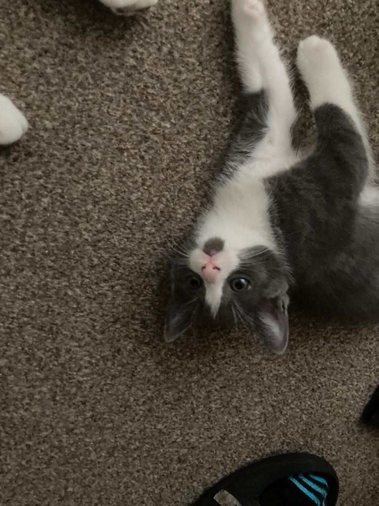 Kittens available ready to leave 