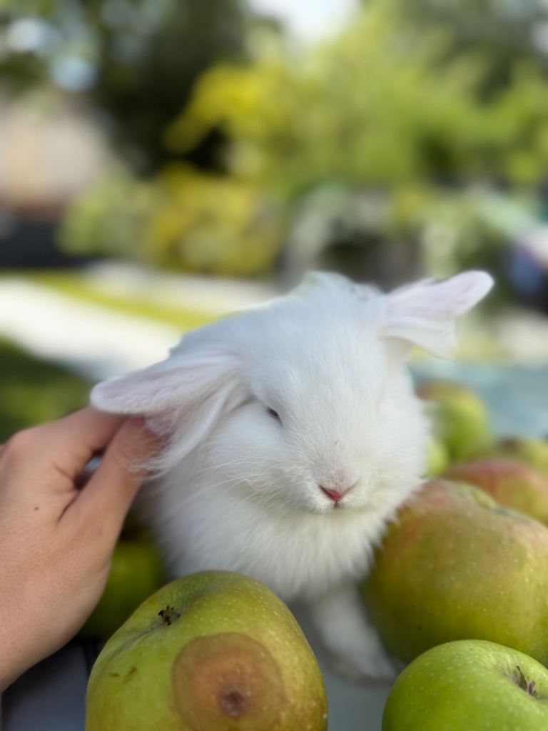 Lion head mini white rabbit 
