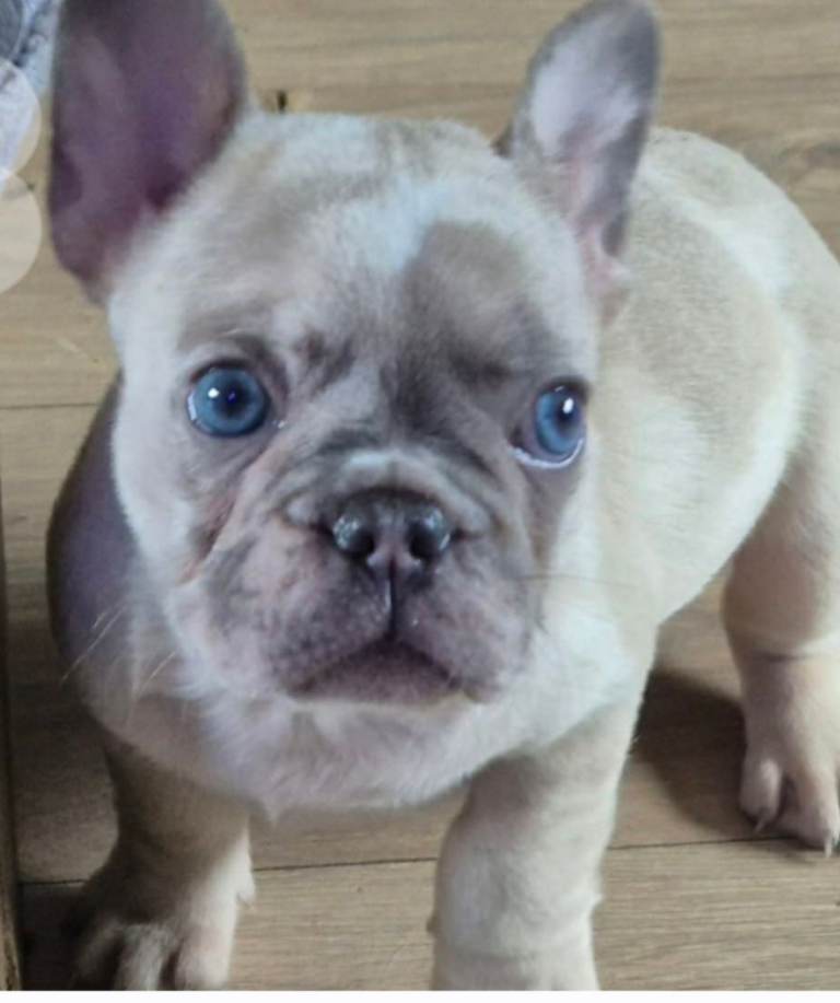 Frenchie puppies for sale , 