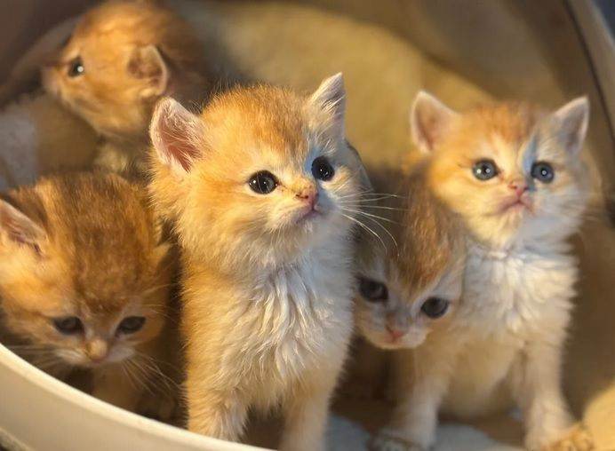 Full Pedigree Golden tipped British Shorthair