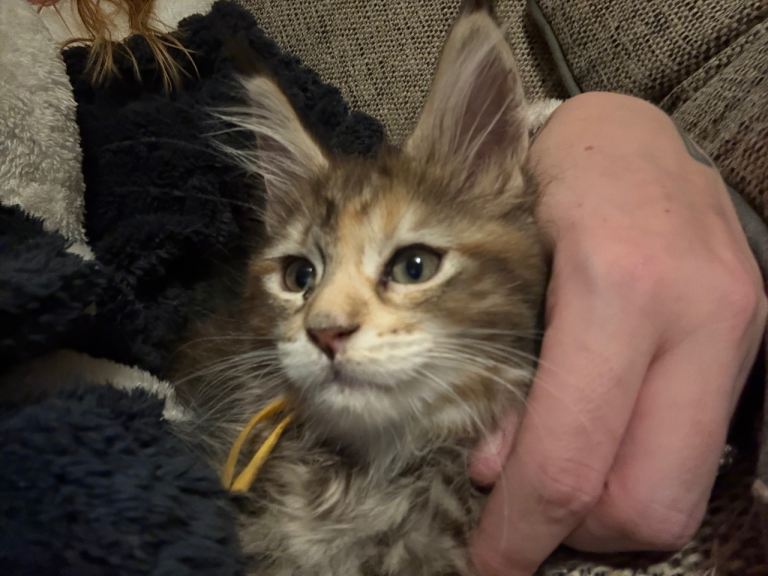 2 Maine coon kittens 
