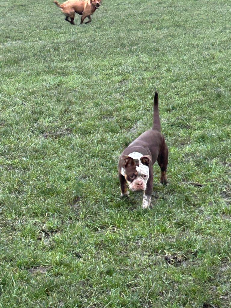 Old English bulldog female 6 Months old