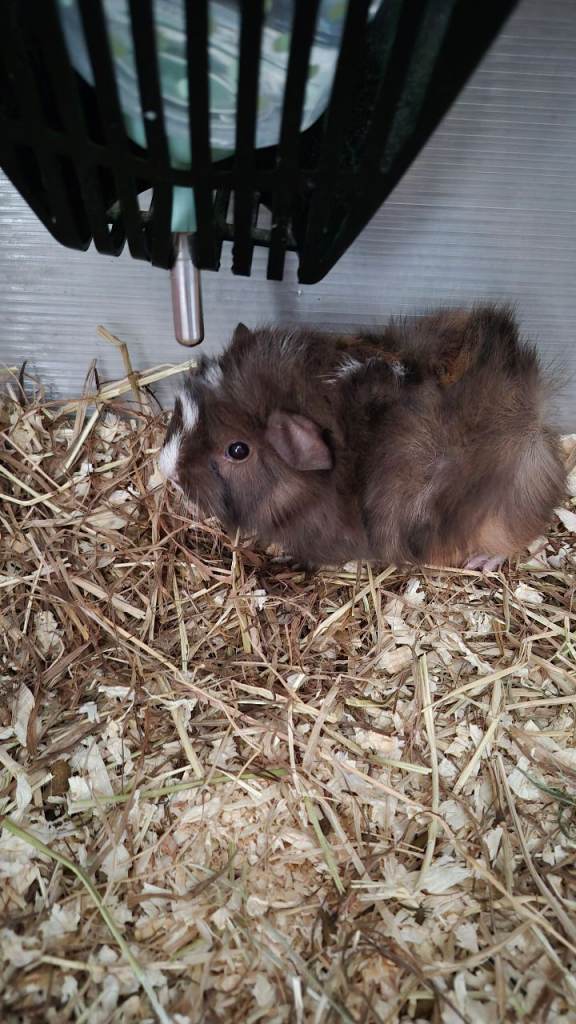 CURRENTLY RESERVED ,Fluffy brown and white male baby guinea pig