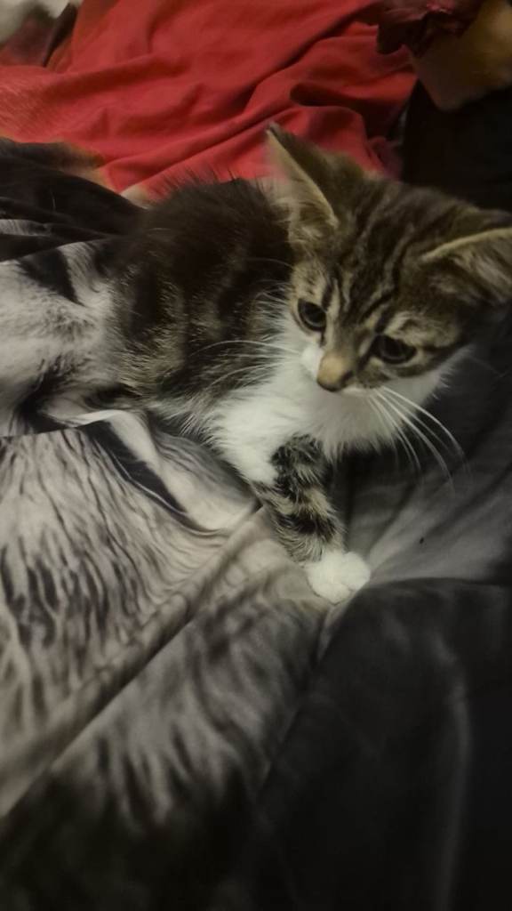 Kittens 