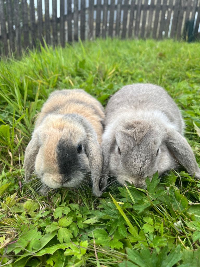 2 Mini Lop Bucks Rabbits