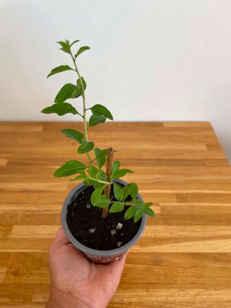🌿 SUPERFOOD GOJI BERRY Organic Home Grown Plants 🌿