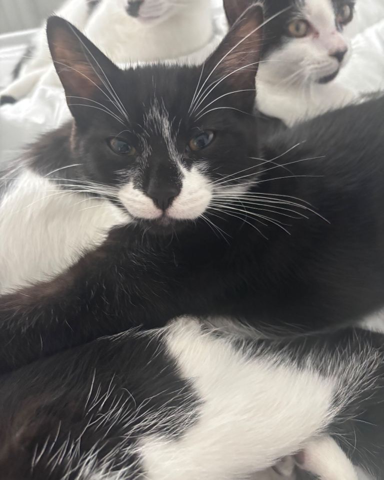Kitten for sale