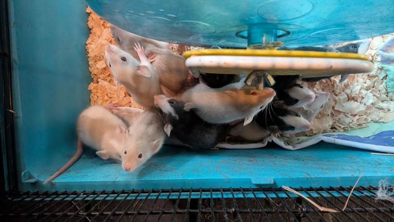 Lovely Inquisitive Rats, Fully Weaned and Handled