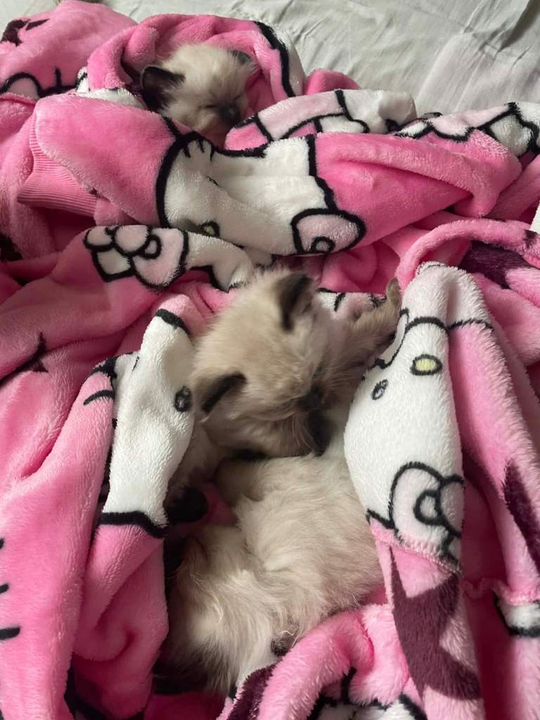 For sale Ragdoll kittens