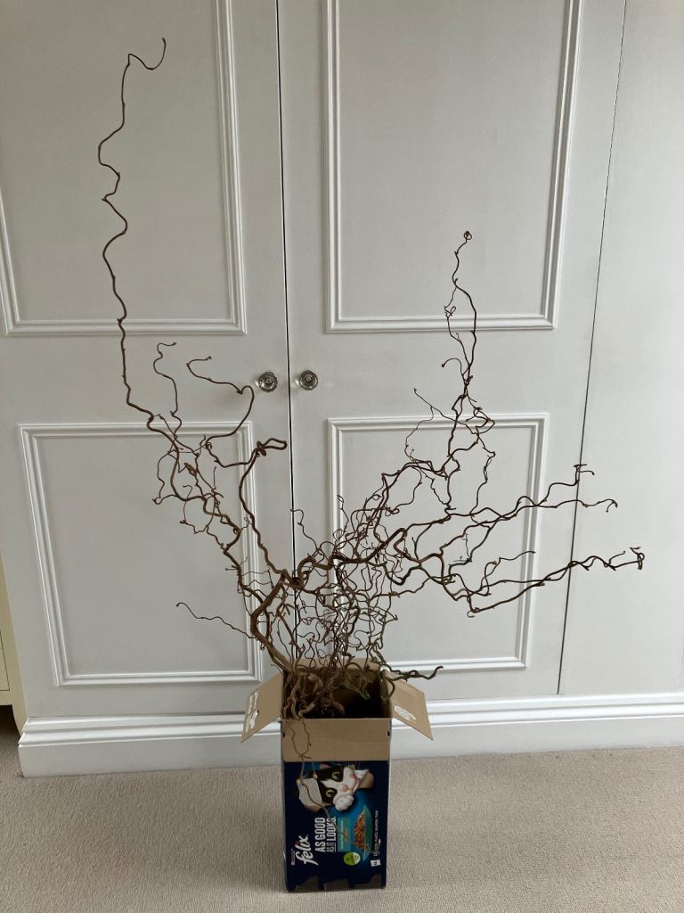 Twisted/Corkscrew Hazel ideal for flower decoration. Collect Fulham