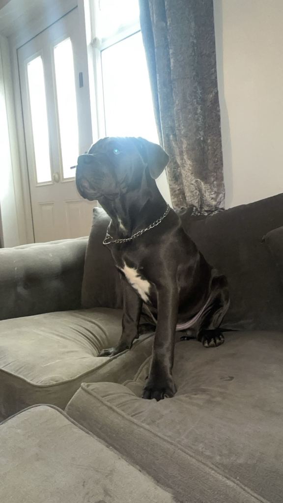 Cane corso puppy 4 months old