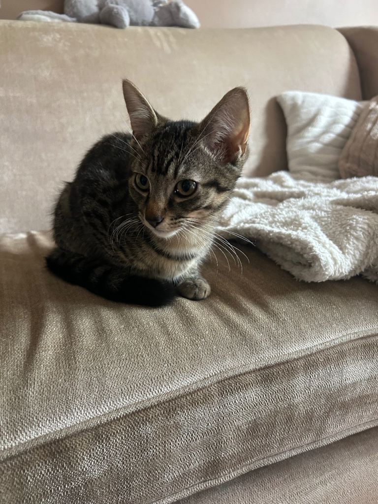 Kitten 