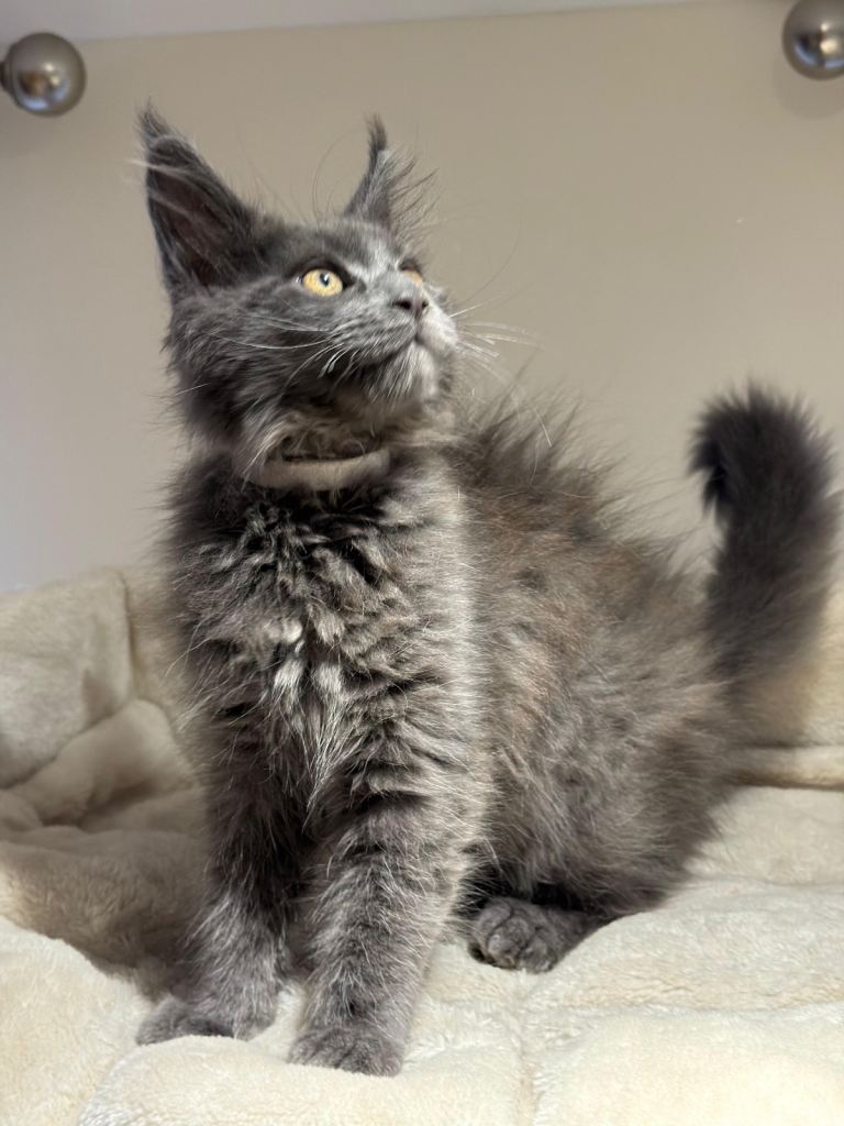 Available now! Last Two TICA Registered Maine Coon in Ashton Under Lyne