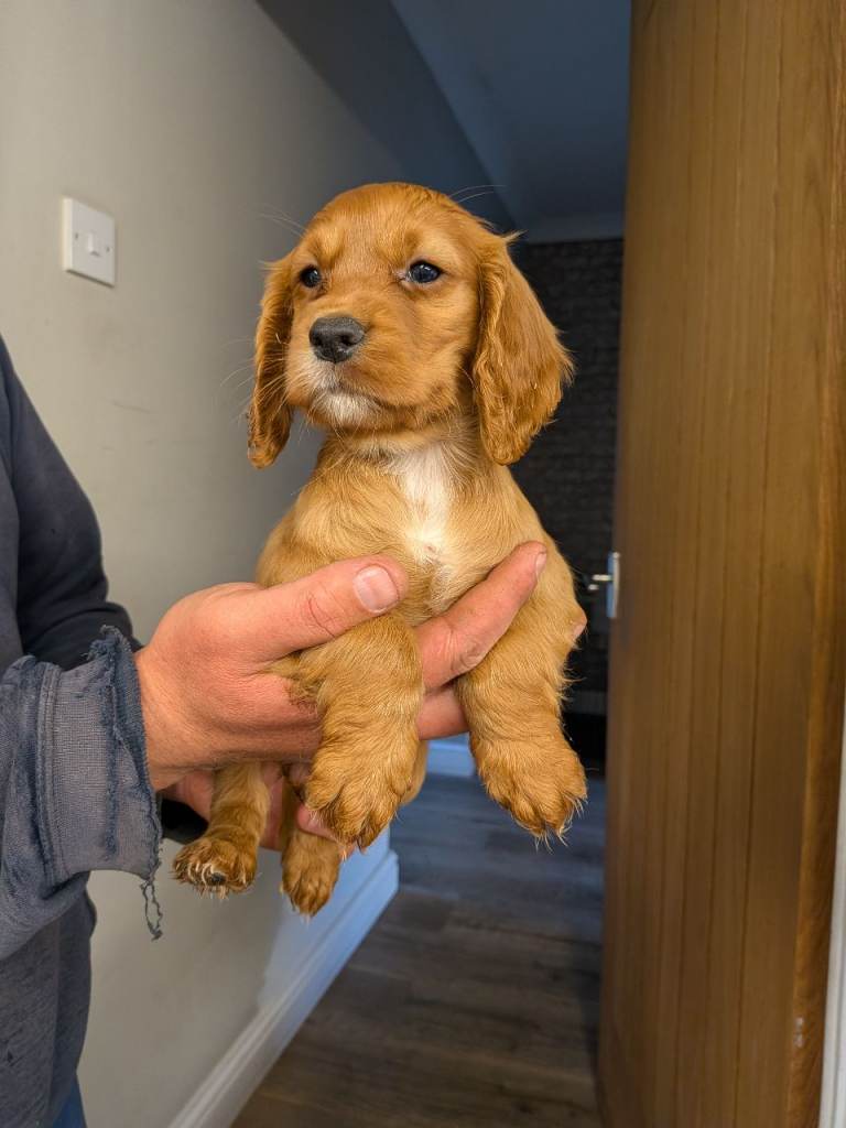 Fox red cocker spaniel pups 