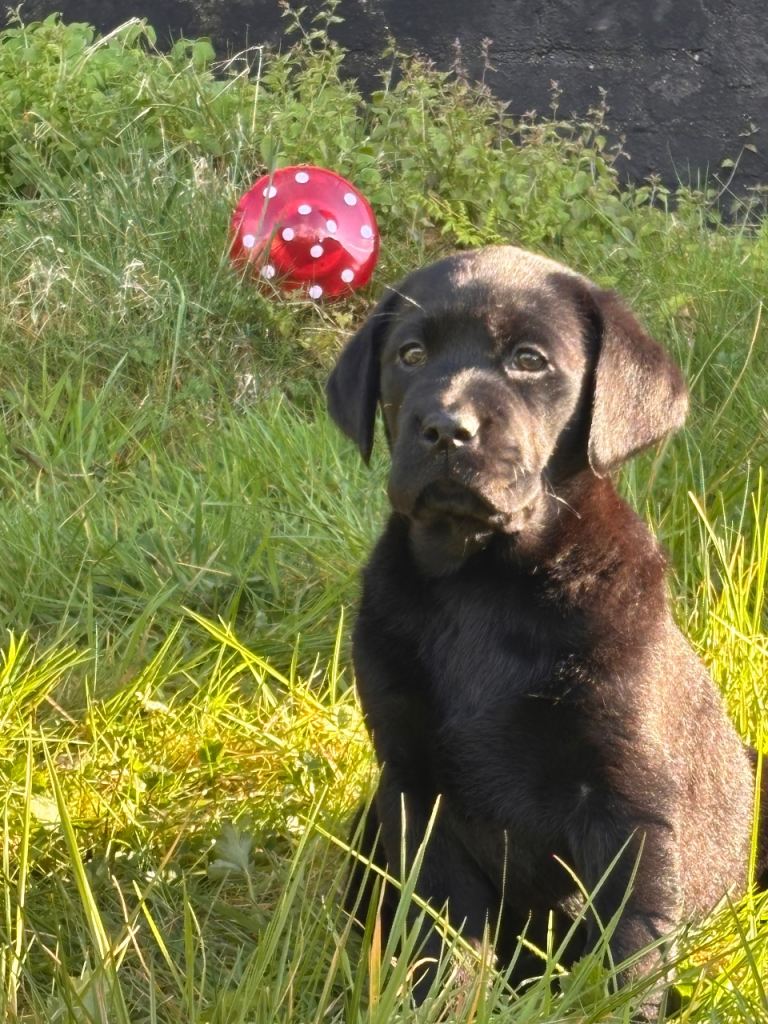 Black Labrador Puppies 