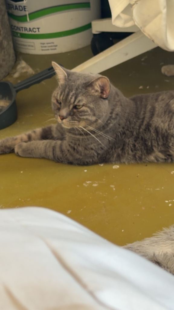 Cat needs rehoming ASAP
