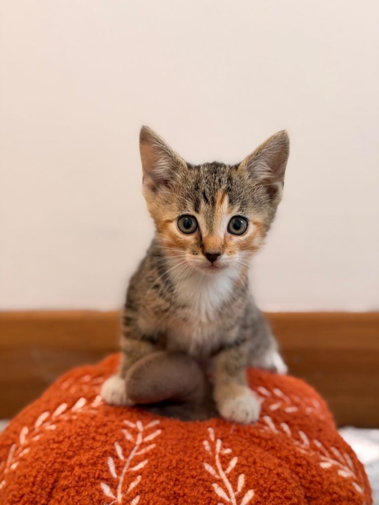 Mixed Breed Kittens