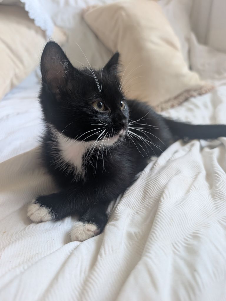 Last of the litter: 8 week old kitten ready to leave 
