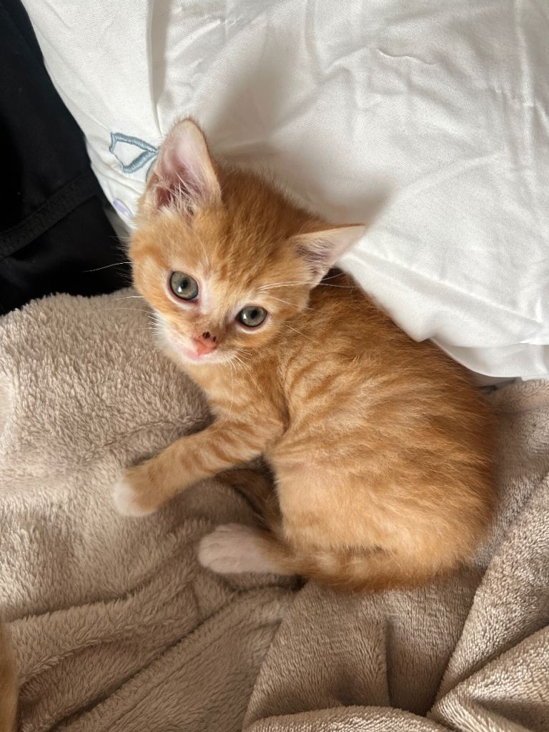Kittens looking for a home 