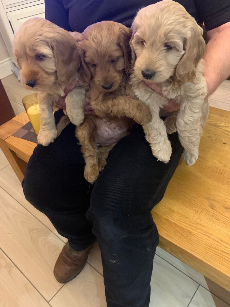 Cockapoo Puppies