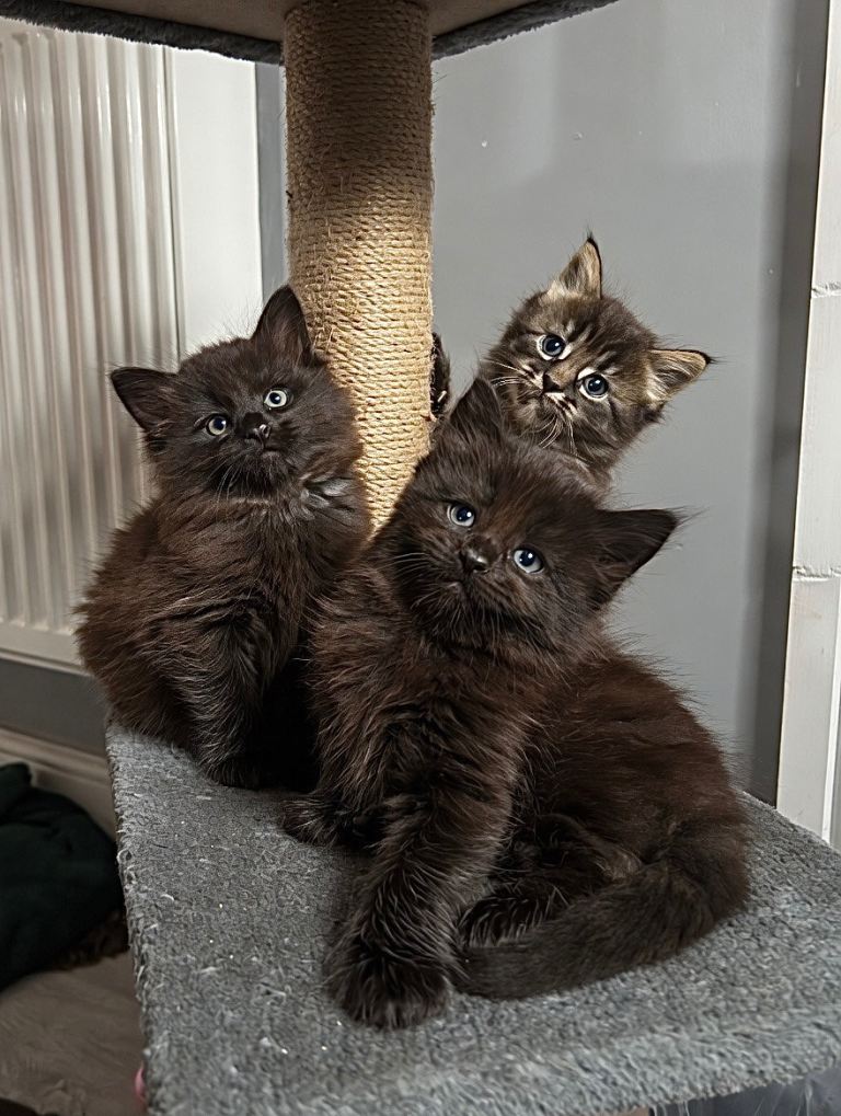 Mainecoon Cross Two Black boys left