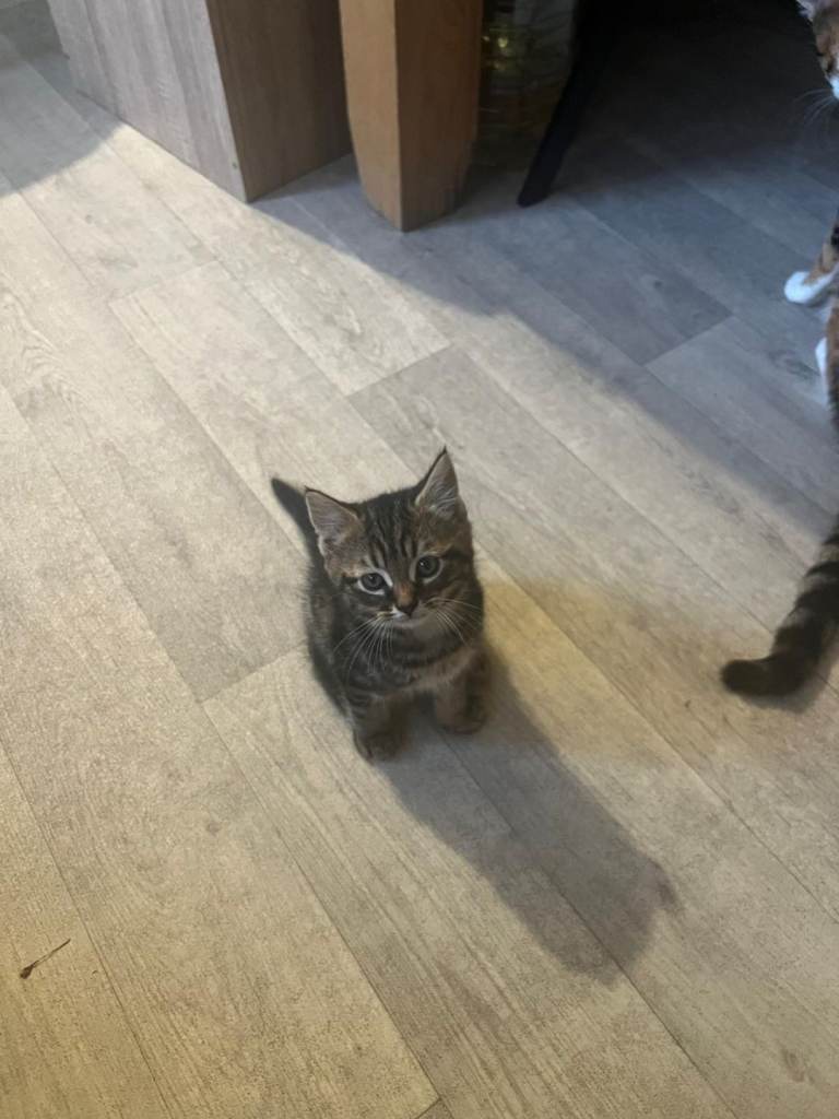 Tabby kitten