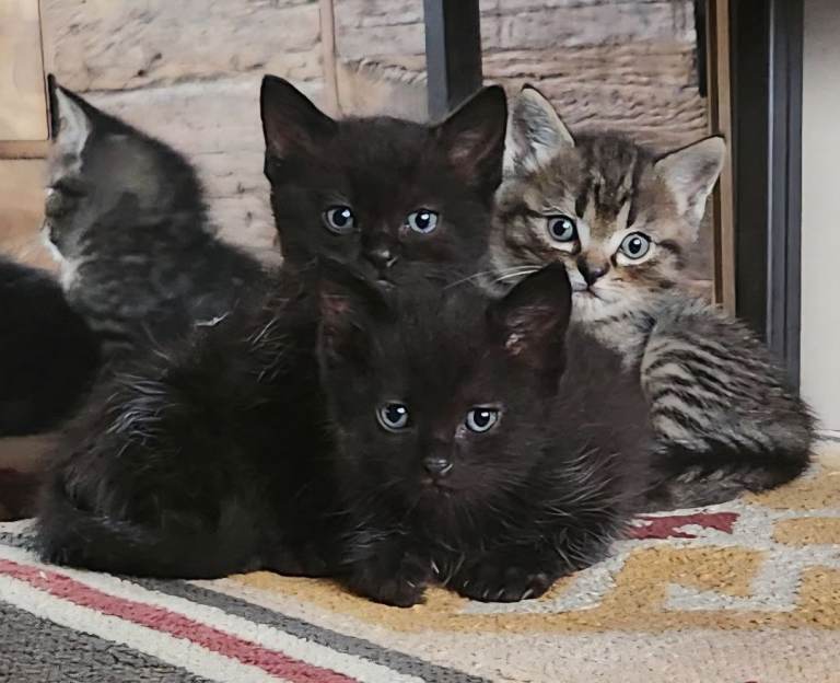 6 week old mixed Ragdoll kittens