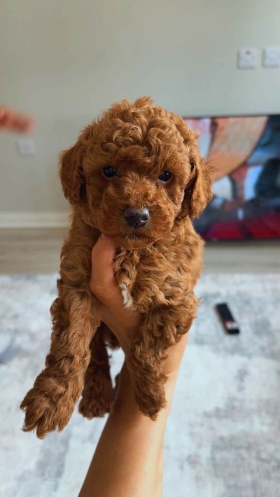 Toy poodle puppy's 