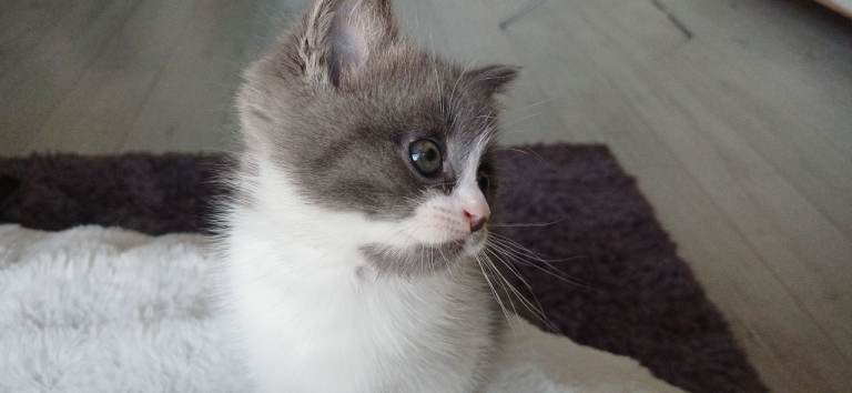 Kitten