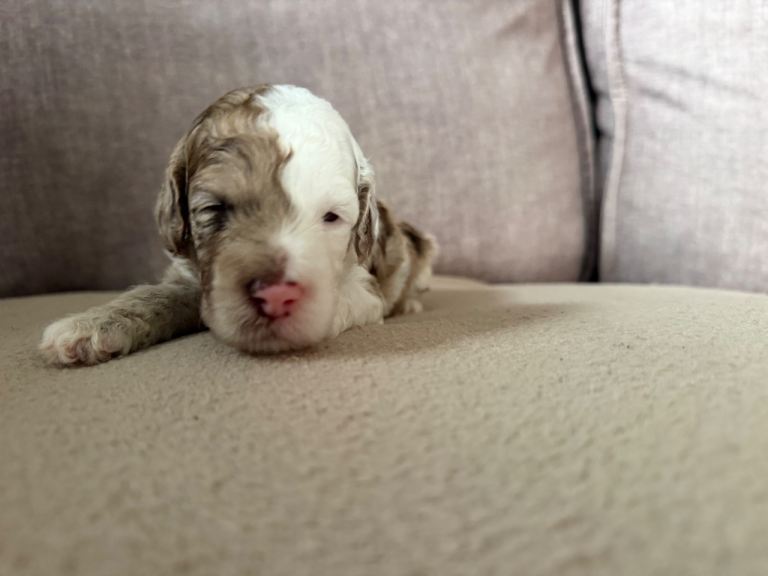 🐾HOME RAISED F2 PUPPIES BORN 24th AUGUST. READY TO LEAVE FROM 19th OCTOBER. 