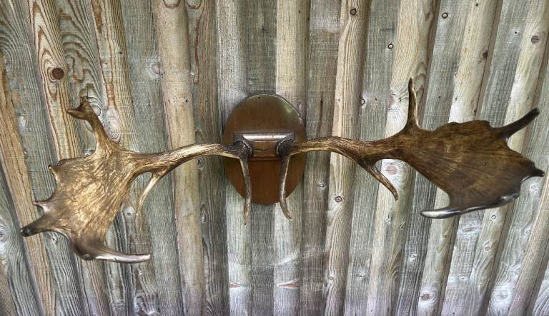 Fallow Deer Antlers