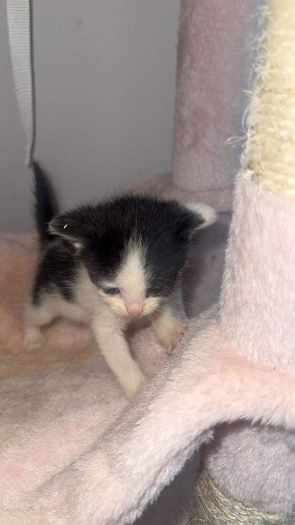 4 kittens ready for new homes 