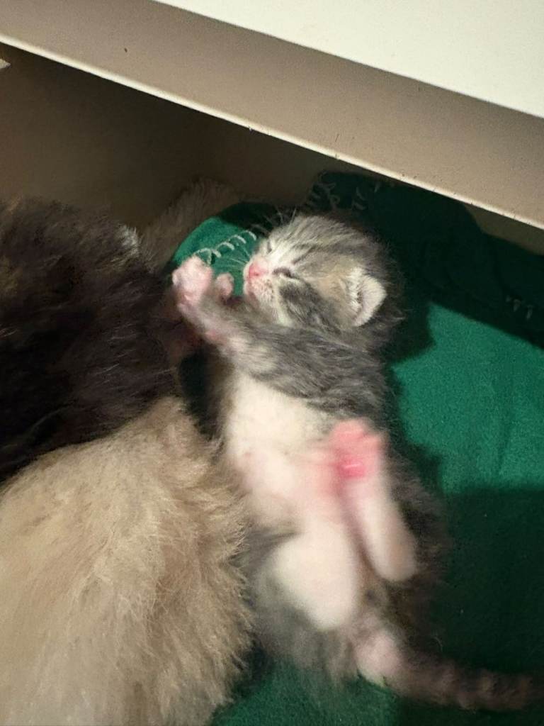 X5 adorable kittens
