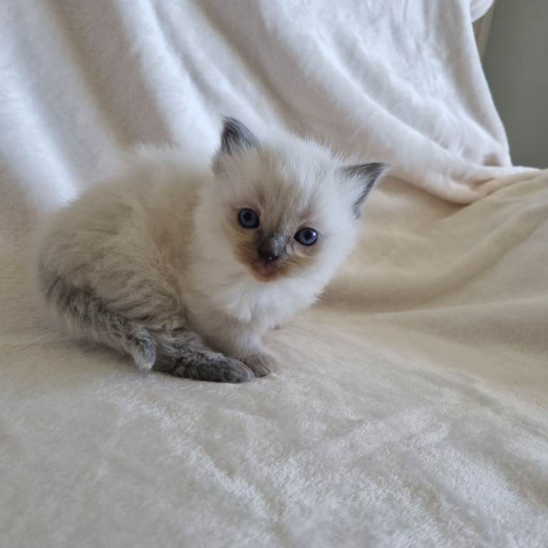Pedigree registered ragdoll kittens male and female 