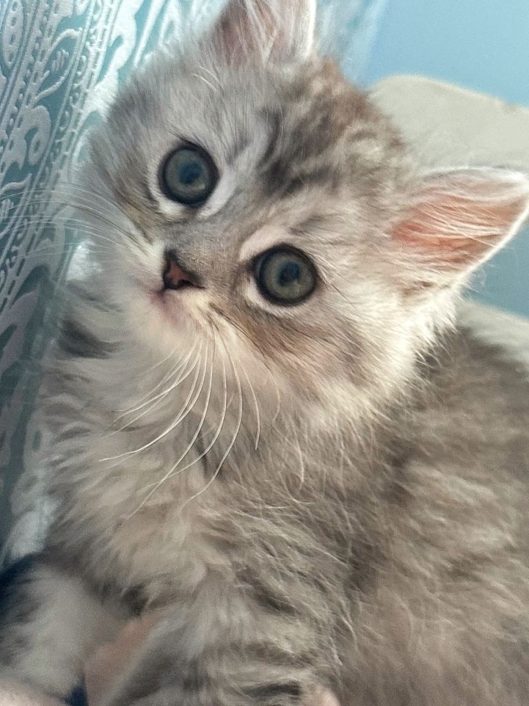 Stunning kittens  last fluffy female  available!!