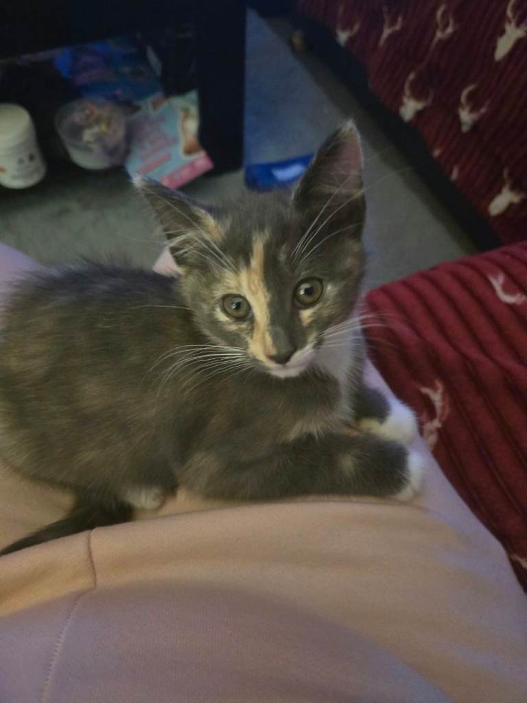 2 Kittens