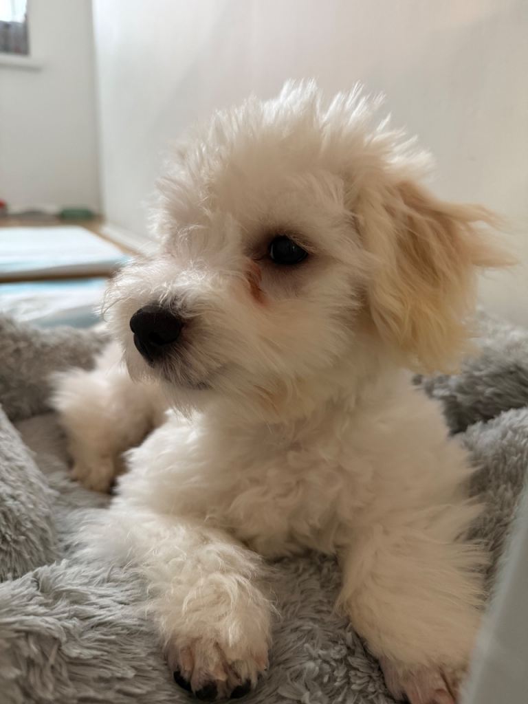 Maltese Puppy for sale London