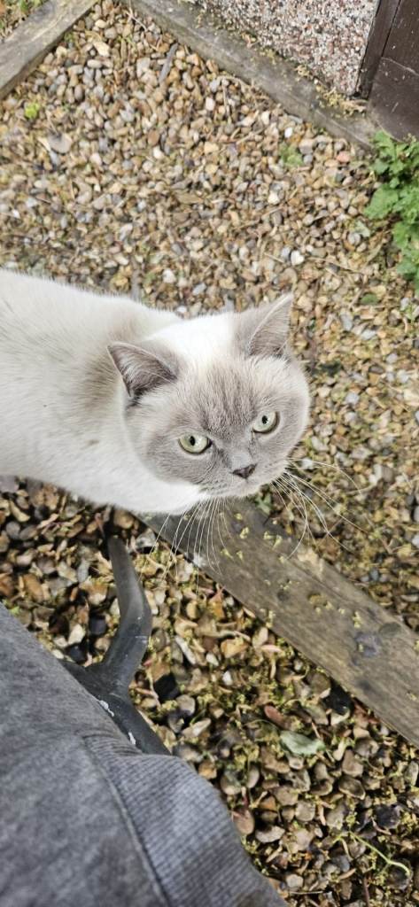 bluepoint British shorthair