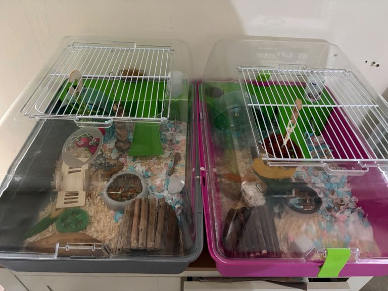 2 male hamsters with separate enclosures. 