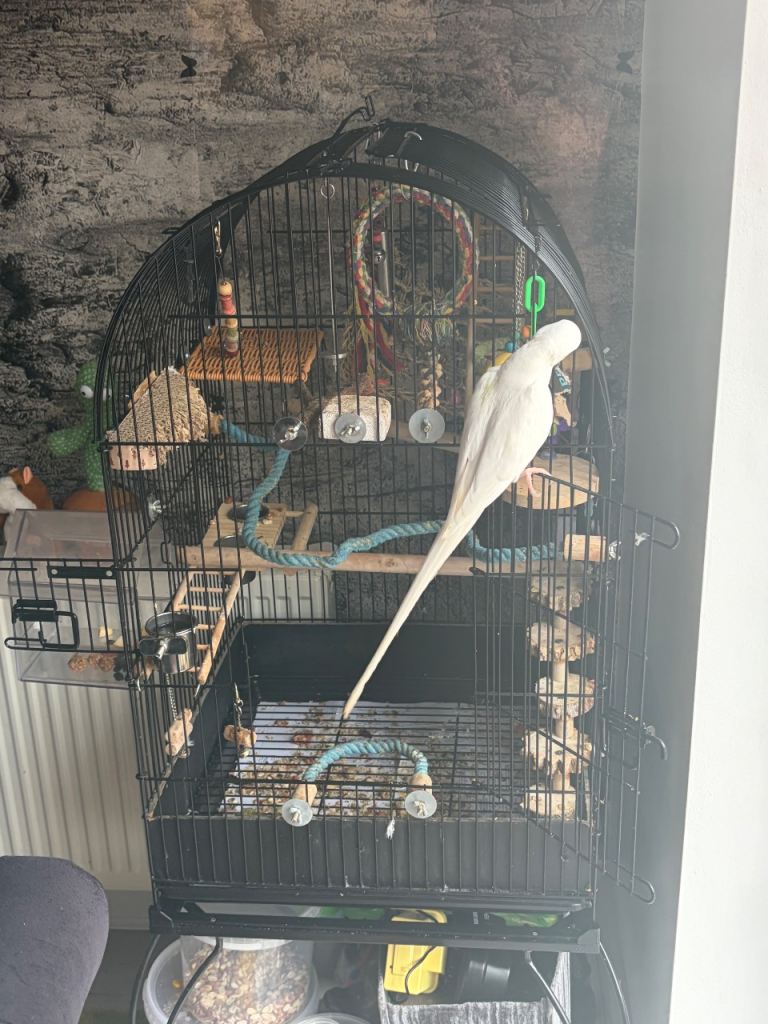 Parrot cage 