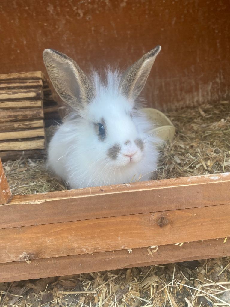 Beautiful girl Lion head rabbit 