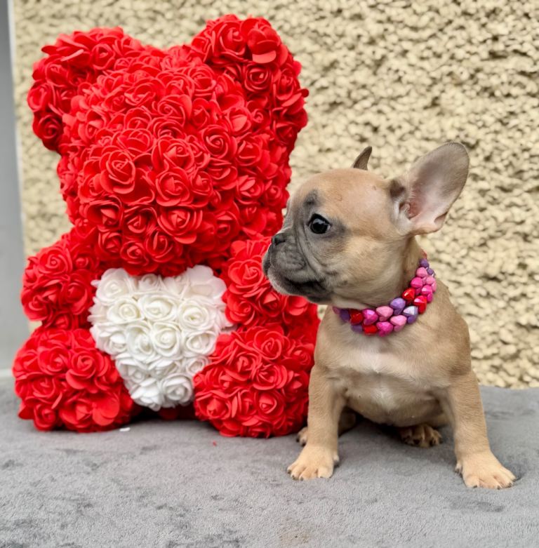 ‼️LAST GIRL‼️ FRENCH BULLDOG 