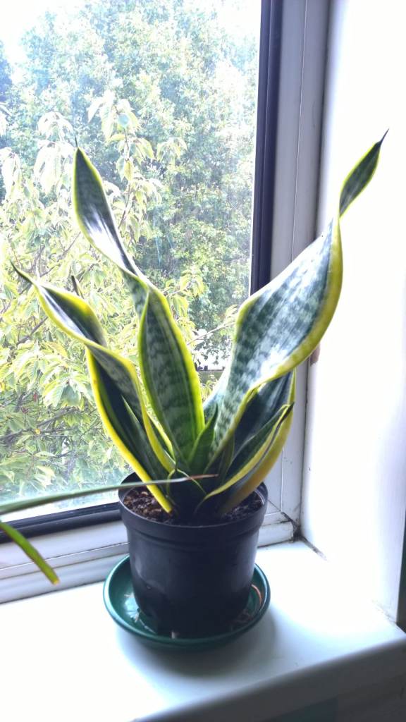 image for Big Sansevieria Trifasciata Laurentii ''Burning Flame'' - Variegated Snake Plant (Mother-in-law),